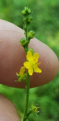 Agrimonia rostellata