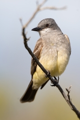Cassin's Kingbird photo 2