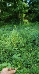 Agrimonia rostellata