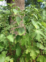 Physalis longifolia subglabrata