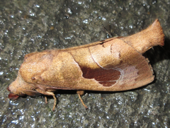 Paralebeda plagifera