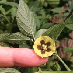 Physalis longifolia subglabrata