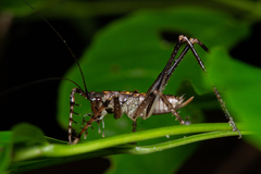 Monocerophora