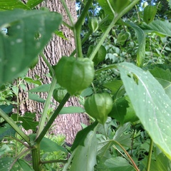 Physalis longifolia subglabrata