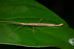 Metriophasma pericles