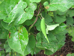 Cynanchum wilfordii