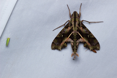 Hemeroplanes ornatus