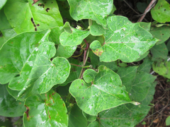 Cynanchum wilfordii