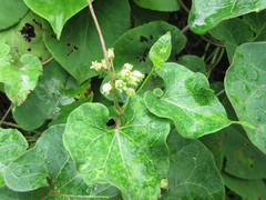 Cynanchum wilfordii