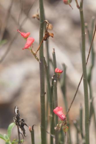 Euphorbia cymbifera