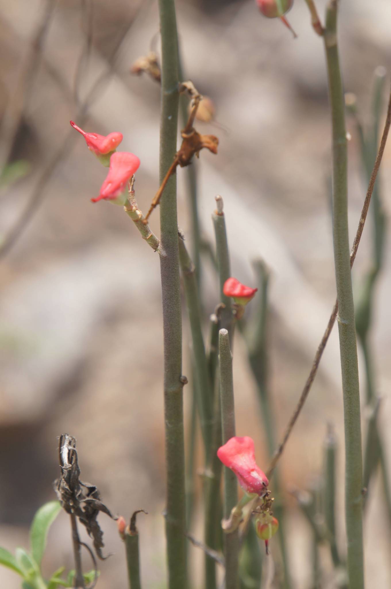 Euphorbia cymbifera