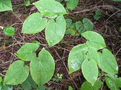 Epimedium koreanum