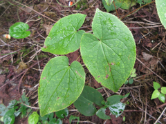 Epimedium koreanum