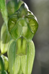Pterostylis smaragdyna