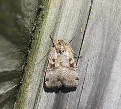 Xestia normanianus
