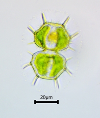 Xanthidium cristatum