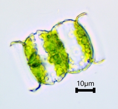 Desmidiaceae