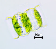 Desmidiaceae