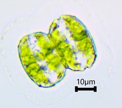 Desmidiaceae
