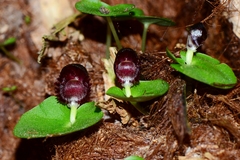 Corybas grumulus