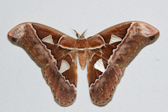 Rothschildia speculifer