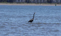 Ardea herodias