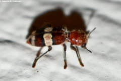 Enoclerus quadrisignatus