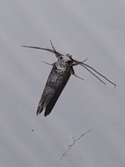 Endrosis sarcitrella