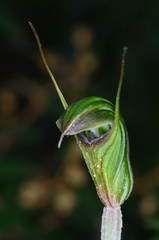 Pterostylis × toveyana