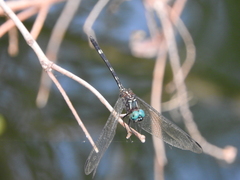 Dythemis nigra