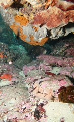 Notolabrus parilus