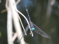 Dythemis nigra