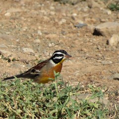 Emberiza flaviventris flaviventris