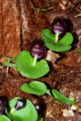 Corybas grumulus