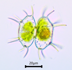 Xanthidium antilopaeum