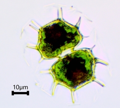 Xanthidium cristatum