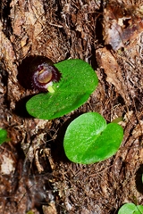 Corybas grumulus