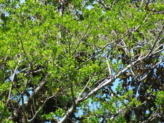 Euphonia luteicapilla