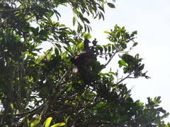 Patagioenas subvinacea