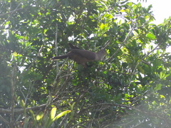 Patagioenas subvinacea