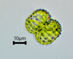 Cosmarium punctulatum