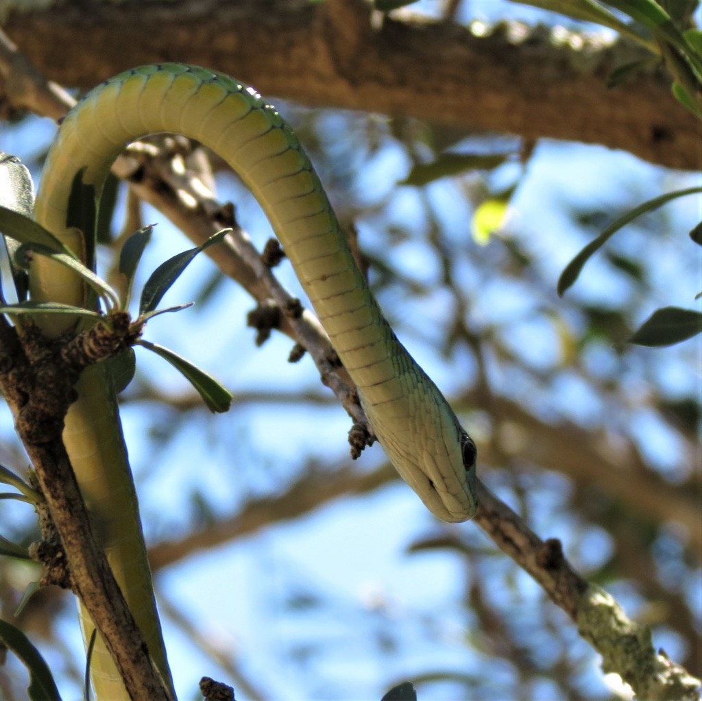 South African Green Snake