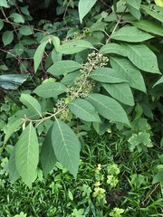 Callicarpa longifolia