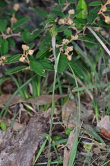 Pterostylis × toveyana