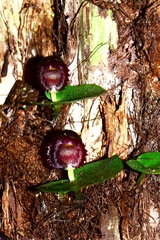 Corybas grumulus