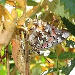 Charaxes jahlusa jahlusa