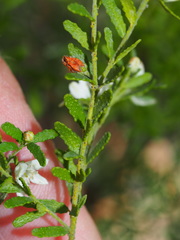 Philotheca difformis smithiana