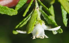 Philotheca difformis smithiana