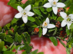 Philotheca difformis smithiana