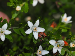 Philotheca difformis smithiana